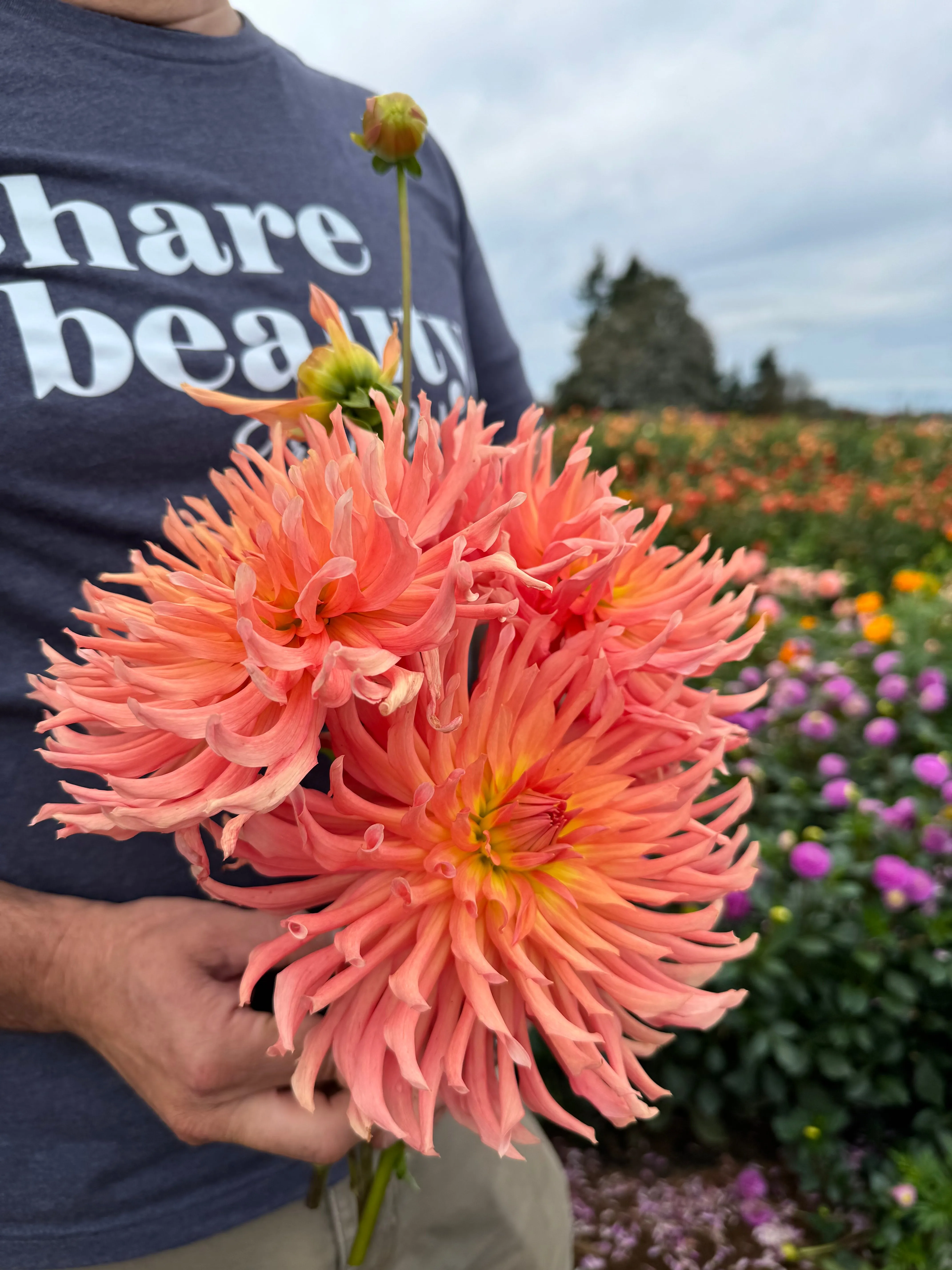 Camano Sitka Dahlia Tuber