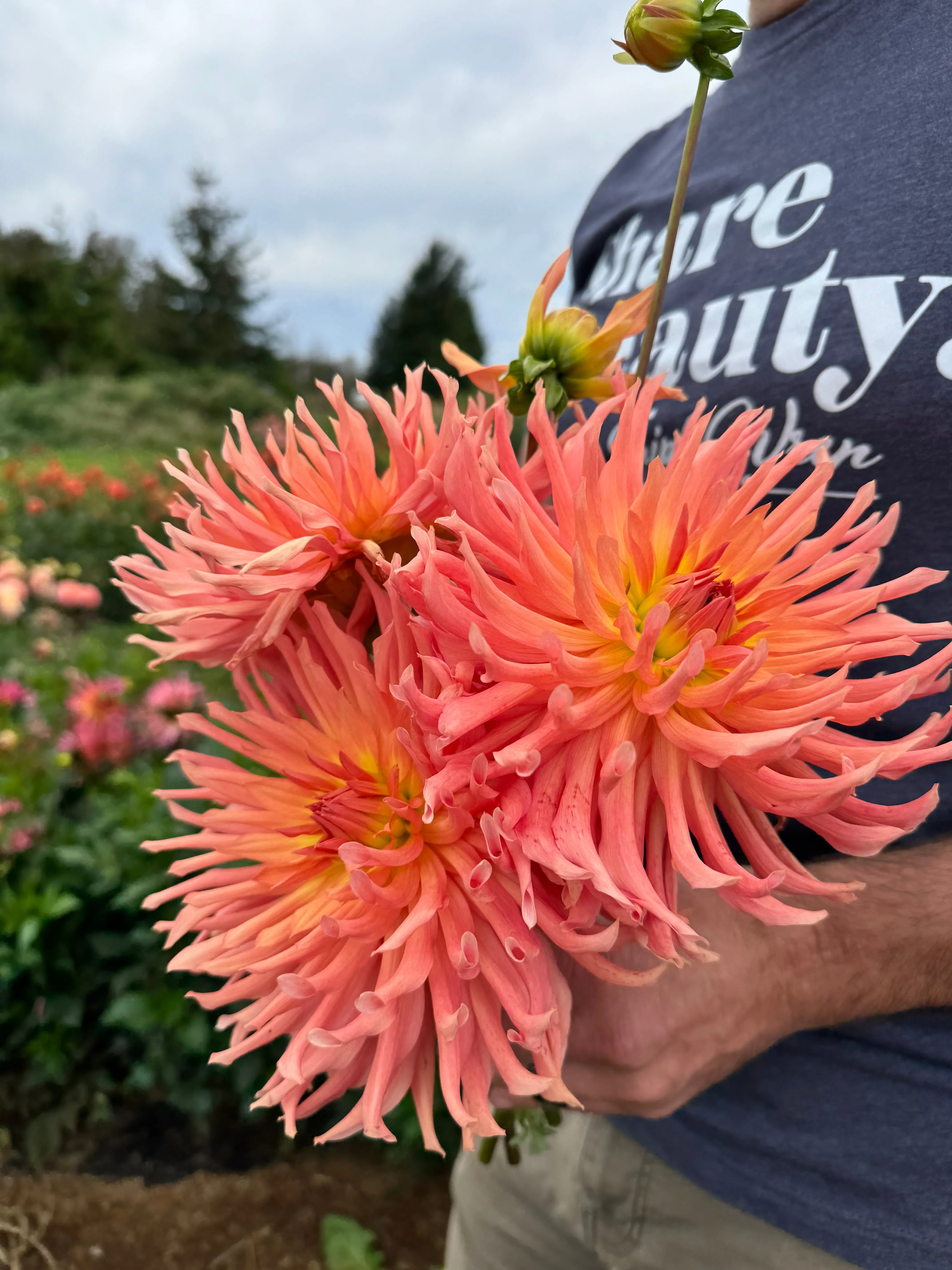 Camano Sitka Dahlia Tuber