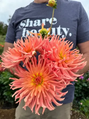 Camano Sitka Dahlia Tuber