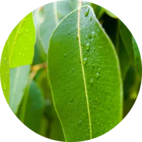 Eucalyptus Essential Oil - Living Libations