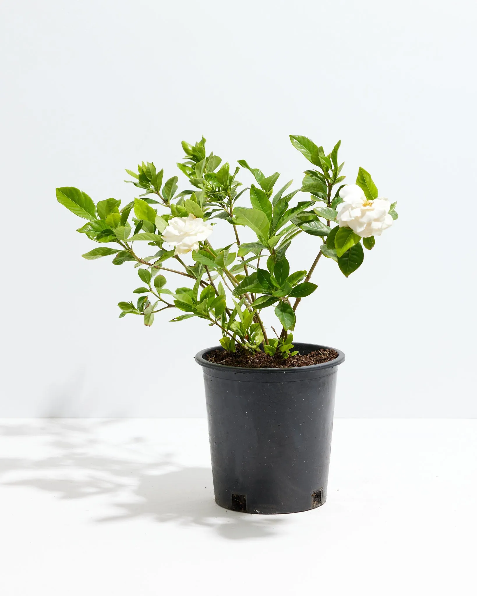 Gardenia Veitchii