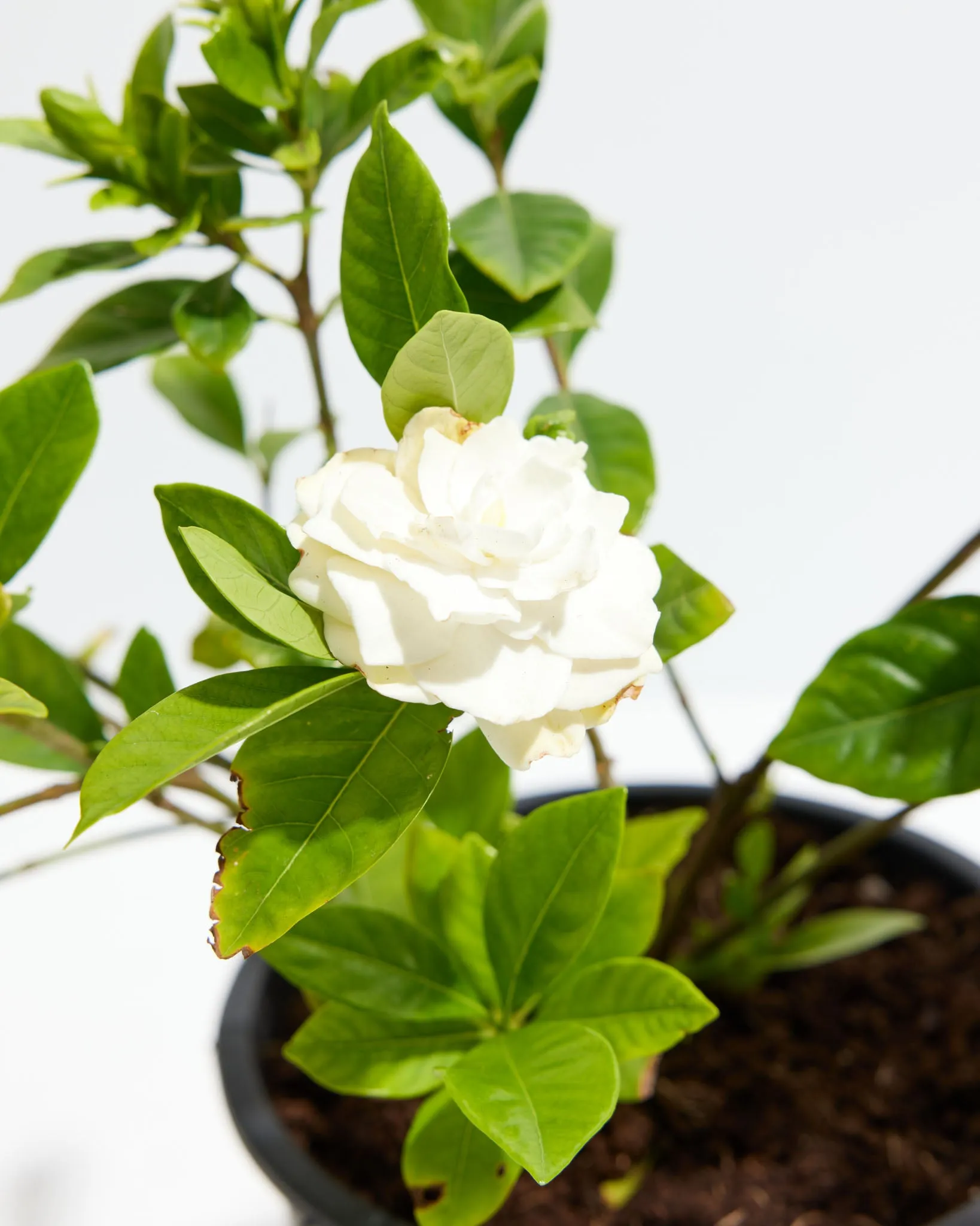 Gardenia Veitchii