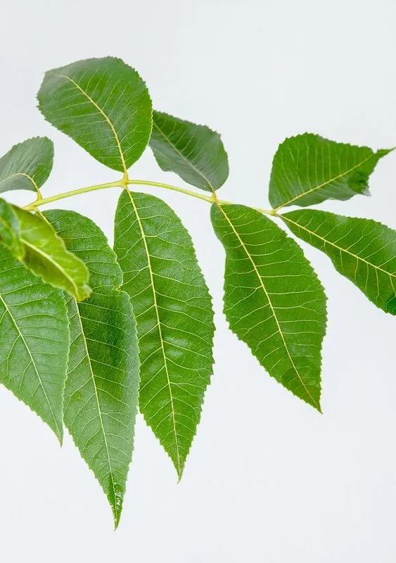 Kiowa Pecan Tree | Type 2 Pollinator