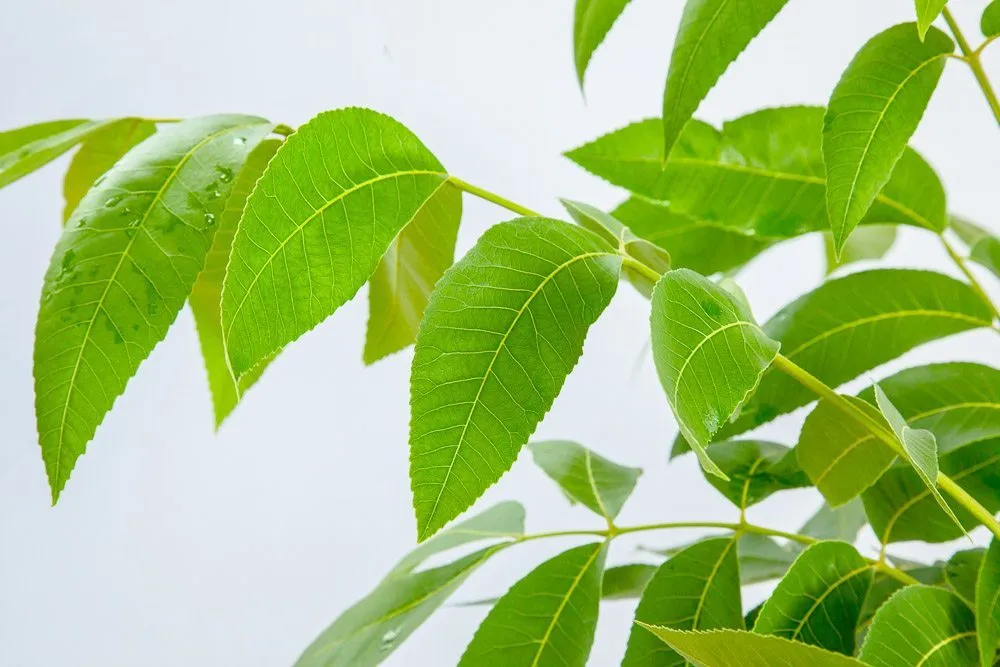 Kiowa Pecan Tree | Type 2 Pollinator