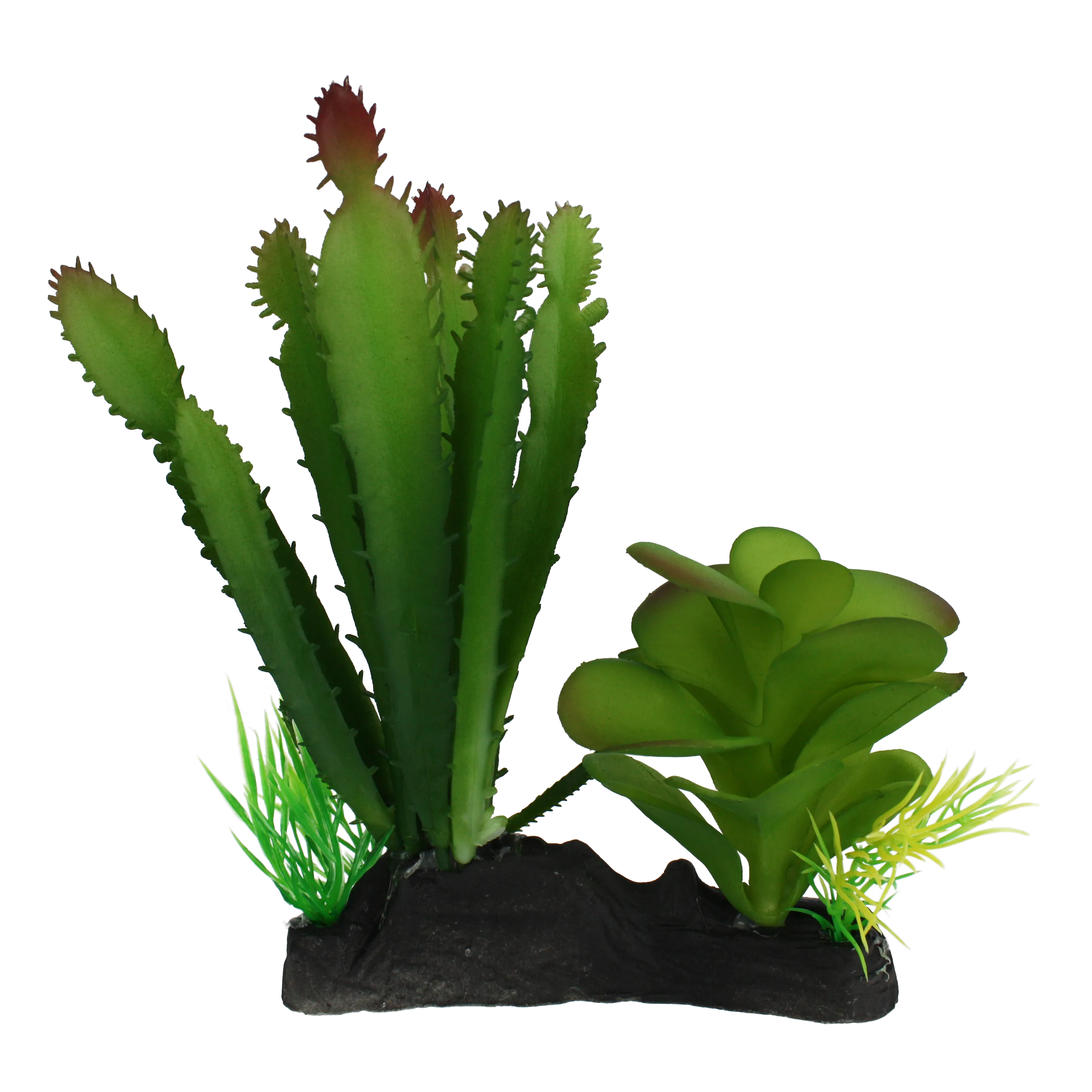 Komodo Cactus and Succulent Plant