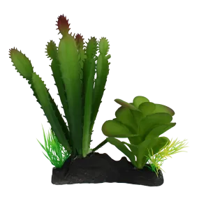 Komodo Cactus and Succulent Plant