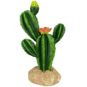 Komodo Flower Cactus