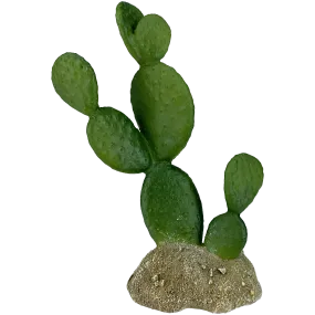 Komodo Prickly Pear Cactus