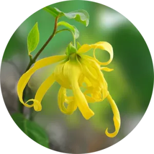 Ylang Complete Essential Oil - Living Libations